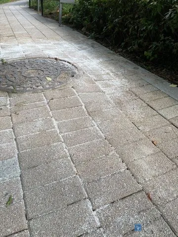 규사를 뿌려 틈새를 채운 보도블럭 마감