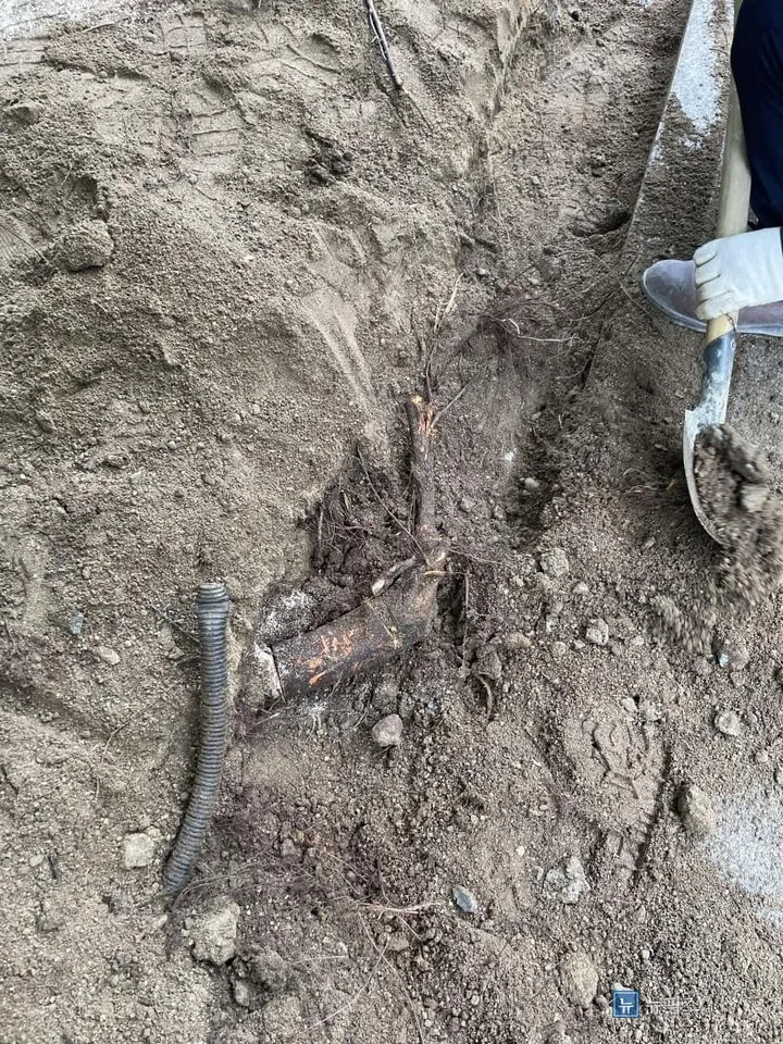 삽으로 흙을 파내자 드러난 나무 뿌리와 매설된 관