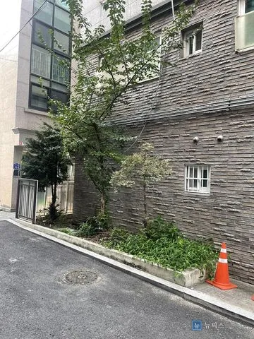 웃자란 나무가 2층 창문 쪽까지 뻗어 있는 빌라 옆 화단 전경