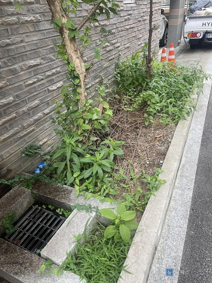 잡초가 덮인 화단과 풀이 파고든 배수구 그레이팅