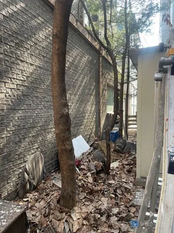 건물 사이 좁은 화단에 굵은 나무가 서 있고 바닥에 낙엽과 잡자재가 쌓인 작업 전 모습