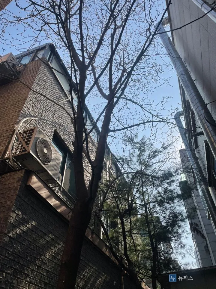 3층 처마 높이까지 올라가 옆 건물 창 앞을 덮고 있는 나뭇가지